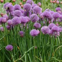 Chives Plant