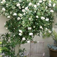 Climbing Rose Plant