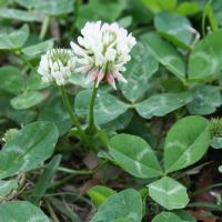 Clover Seeds