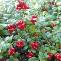 Cranberry Plants