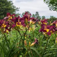 Daylily Roots