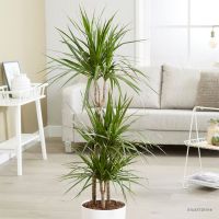 Dragon Tree Plant