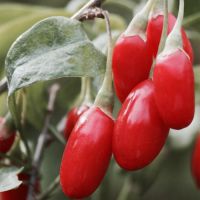 Goji Berry Plant