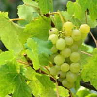 Grape Vine Plant