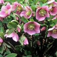 Hellebore Bulbs