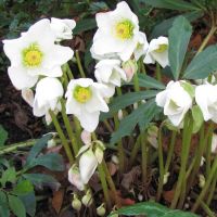 Helleborus Bulbs