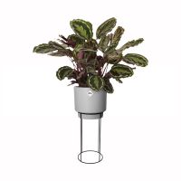 Indoor Plant Pot
