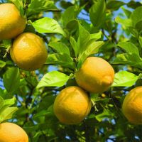 Lemon Tree