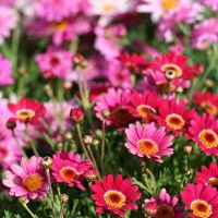 Marguerite Plant