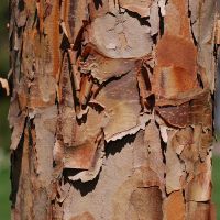 Paperbark Maple Tree