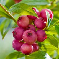 Pink Blueberry Plants