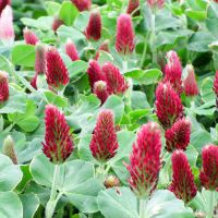 Clover Seeds