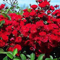 Red Rose Plant