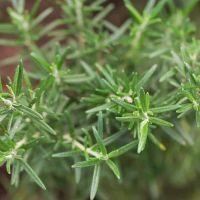 Rosemary Plant