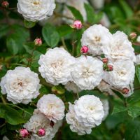 White Climbing Rose Plant