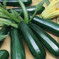 Courgette Seeds