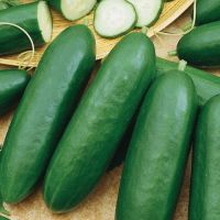 Cucumber Seeds