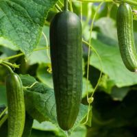 Cucumber Seeds