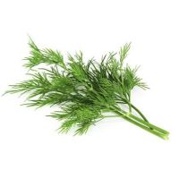Dill Plant