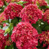 Potted Hydrangea Plant