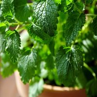 Lemon Balm Plant