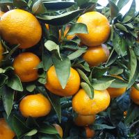 Mandarin Orange Tree