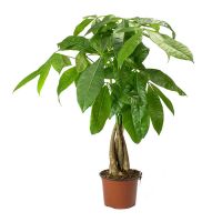 Money Tree