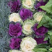 Ornamental Cabbage Plant