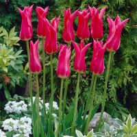 Tulip Bulbs