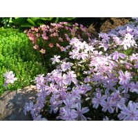 Phlox Plants