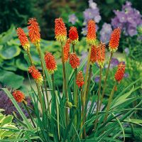 Red Hot Poker Plant