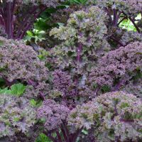 Red Kale Seeds