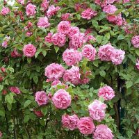 Potted Climbing Rose Plant