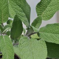 Sage Plant