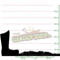 Sagina Subulata Plant