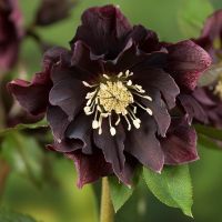 Helleborus Bulbs