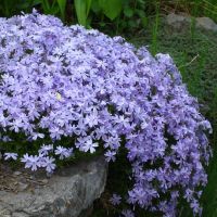 Phlox Plants