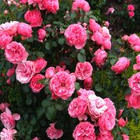Standard Rose Plant