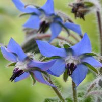 Borage Seeds