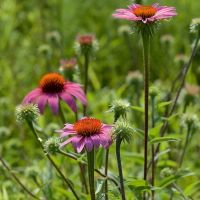 Echinacea Seeds