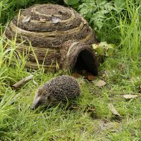 Hedgehog Home