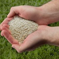 Lawn Seed