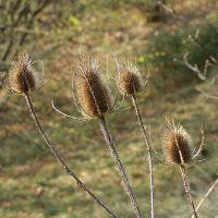 Teasel Seeds