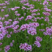 Verbena Seeds