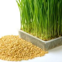 Wheatgrass Seeds