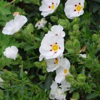 White Cistus Plants