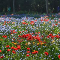 Wildflowers Seeds