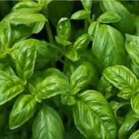 Basil Plant