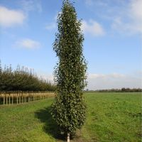 Betula Tree