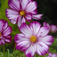 Cosmos Seeds